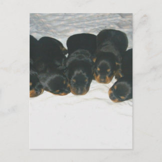 Rottweiler Welpen Postkarte