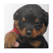 Rottweiler Welpen-Rot Fliese (Vorderseite)