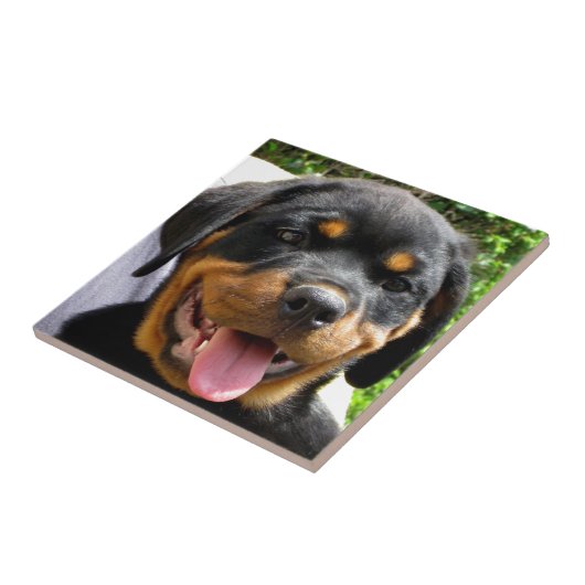 Rottweiler Welpengesicht Hund Niedlich Fliese (Seite)