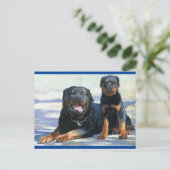 Rottweiler Welpenhund Leere Postkarte (Stehend Vorderseite)