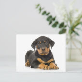 Rottweiler Welpenhund Leere Postkarte (Stehend Vorderseite)