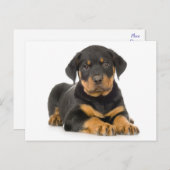 Rottweiler Welpenhund Leere Postkarte (Vorne/Hinten)