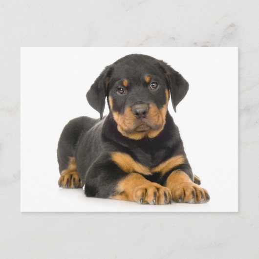 Rottweiler Welpenhund Leere Postkarte (Vorderseite)