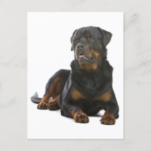 Rottweiler Welpenhund Leere Postkarte