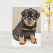 Rottweiler Welpenportrait Karte (Gelbe Blume)