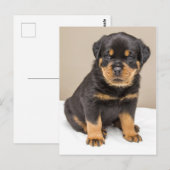Rottweiler Welpenportrait Postkarte (Vorne/Hinten)