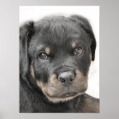 Rottweiler-Welpenposter Poster (Vorne)