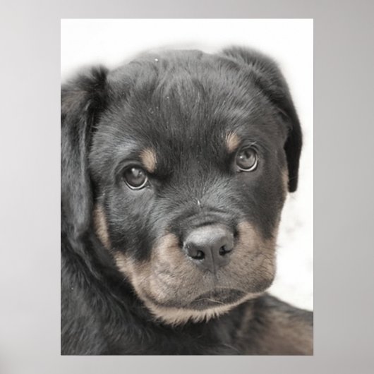 Rottweiler-Welpenposter Poster (Vorne)