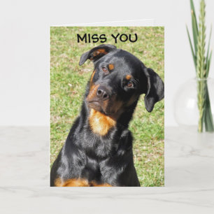 Rottweiler wird bald gut karte