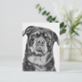 Rottweiler Zeichnen Postkarte (Stehend Vorderseite)