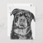 Rottweiler Zeichnen Postkarte (Vorne/Hinten)