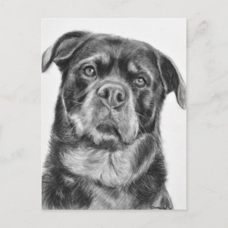 Rottweiler Zeichnen Postkarte