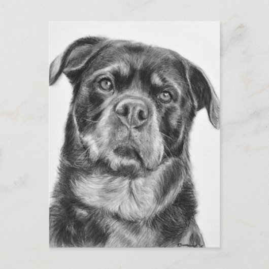 Rottweiler Zeichnen Postkarte (Vorderseite)
