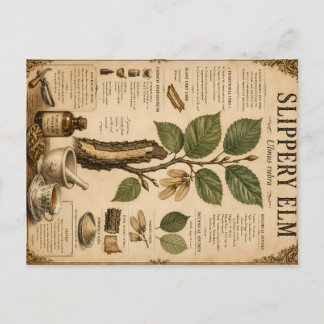 Rotulmen-Botanische Illustration mit Tradition Feiertagspostkarte