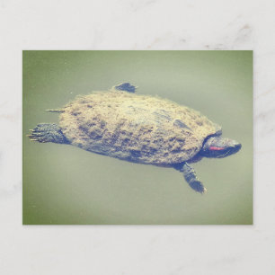 Rotwangen-Schmuckschildkröte Feiertagspostkarte