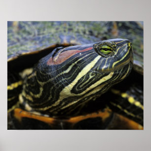 Rotwangen-Schmuckschildkröte, Trachemys scripta el Poster