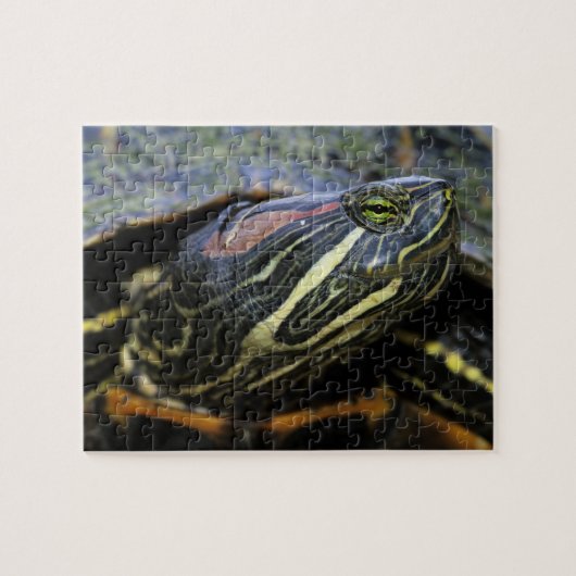 Rotwangen-Schmuckschildkröte, Trachemys scripta el Puzzle (Horizontal)