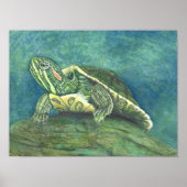 Rotwangen-Schmuckschildkröten-Plakat Poster (Vorne)