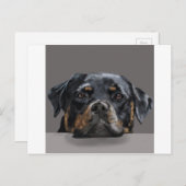 Rotweiller Postkarte (Vorne/Hinten)