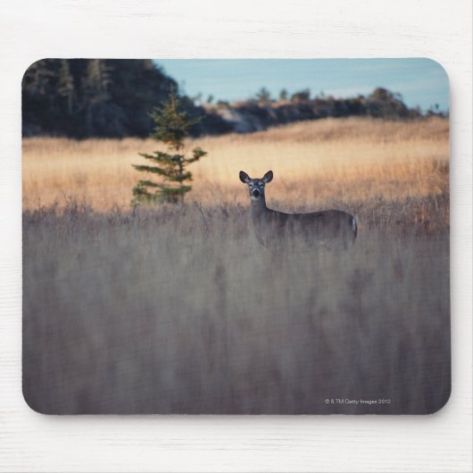 Rotwild auf dem Gebiet Mousepad (Vorne)