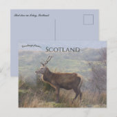 Rotwild auf Islay Schottland Postkarte (Vorne/Hinten)