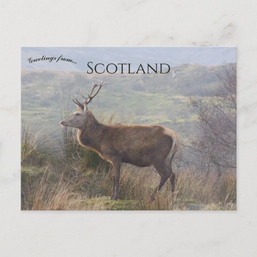 Rotwild auf Islay Schottland Postkarte (Vorderseite)