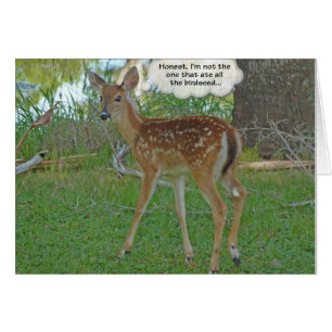 Rotwild, die an Birdseed denken