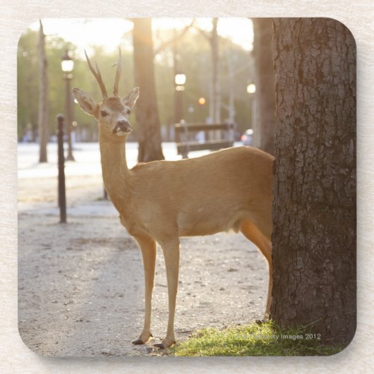 Rotwild in der Stadt Untersetzer (Vorderseite)