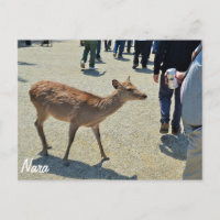 Rotwild in Nara-Postkarte