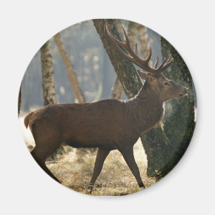 Rotwild Magnet