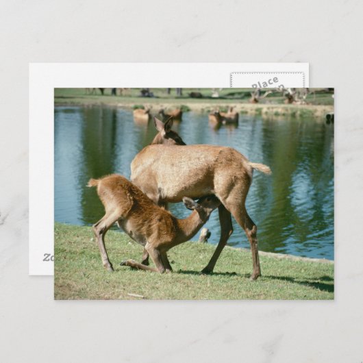 Rotwild Postkarte (Vorne/Hinten)