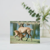 Rotwild Postkarte (Stehend Vorderseite)