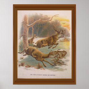 Rotwild-Vintage-Illustration Kunst des 19. Jahrhun Poster