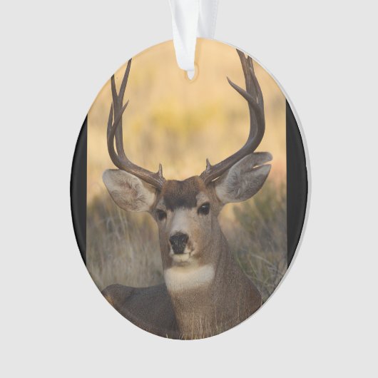 Rotwilddollar Ornament (Vorderseite)