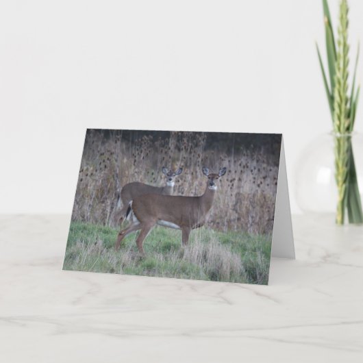 Rotwildgrußkarte Karte (Vorderseite)