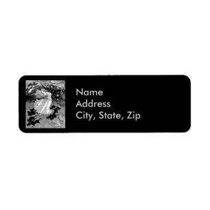 Rotzunge und schwarze Katzen im Mondschein