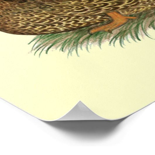 Rouen Ducks Poster (Ecke)