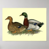 Rouen Ducks Poster (Vorne)