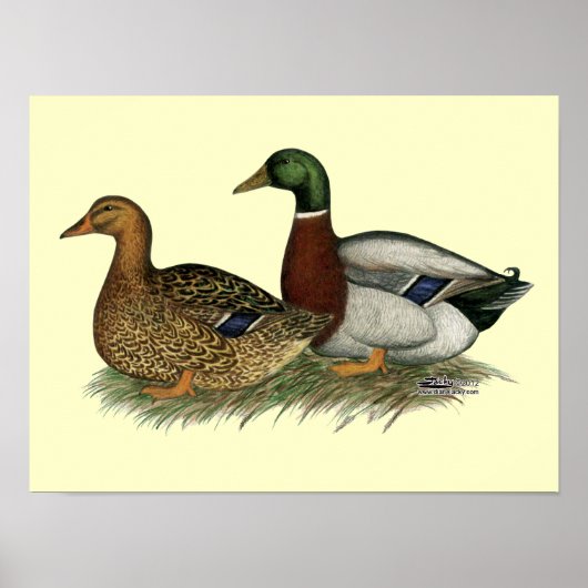 Rouen Ducks Poster (Vorne)