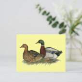 Rouen Ducks Postkarte (Stehend Vorderseite)