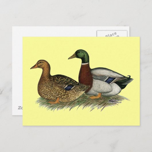 Rouen Ducks Postkarte (Vorne/Hinten)