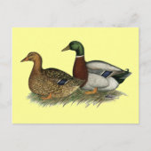 Rouen Ducks Postkarte (Vorderseite)