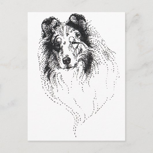 Rough Blue Merle Collie Postkarte (Vorderseite)