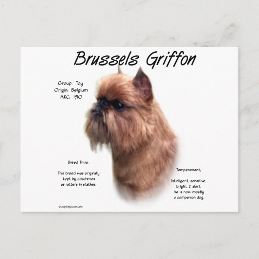 Rough Brussels Griffon History Postkarte (Vorderseite)