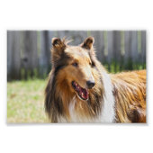 Rough Coat Tricolor Collie Dog Fotodruck (Vorne)
