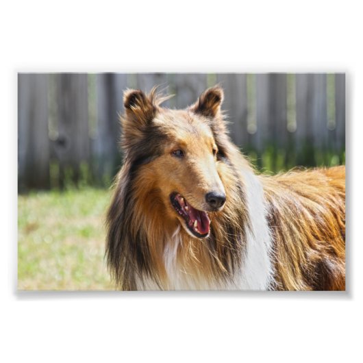 Rough Coat Tricolor Collie Dog Fotodruck (Vorne)