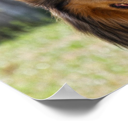 Rough Coat Tricolor Collie Dog Poster (Ecke)