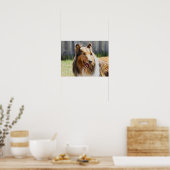 Rough Coat Tricolor Collie Dog Poster (Küche)