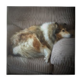 Rough Collie auf dem Sessel Fliese (Vorderseite)