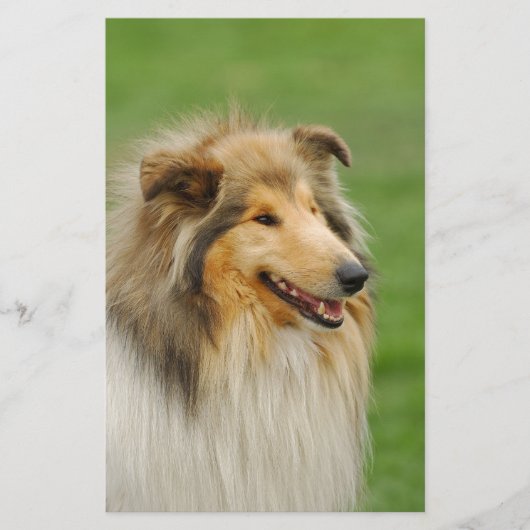 Rough Collie Briefpapier (Vorderseite)
